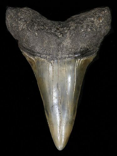 Fossil Mako Shark Tooth - Georgia #42277
